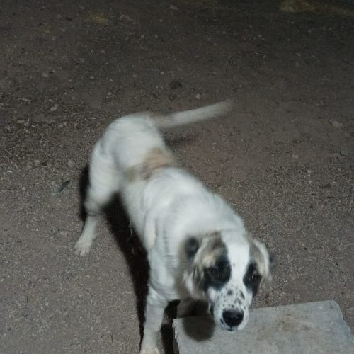 سگ دو رگ