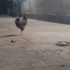 خروس زیبا و درشت