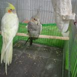 عروس هلندی
