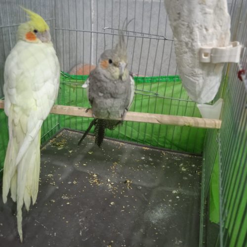 عروس هلندی