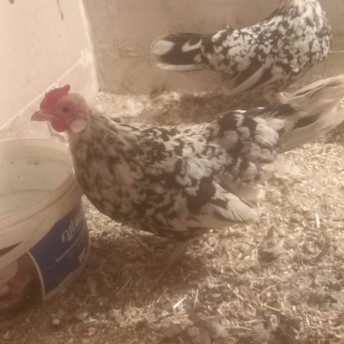 مرغ خروس میناتوری