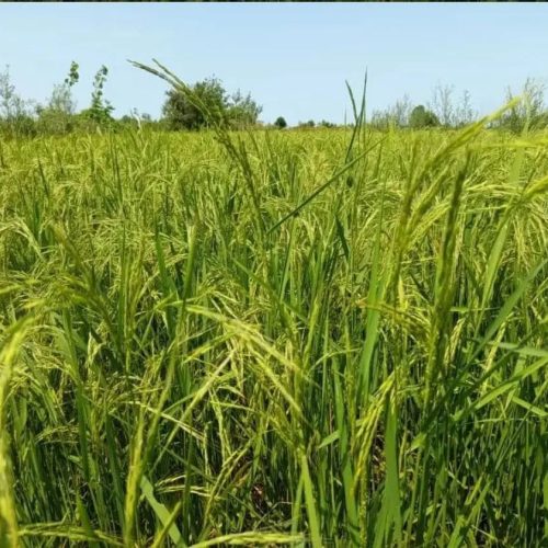 باغ وزمین زراعی و کشاورزی