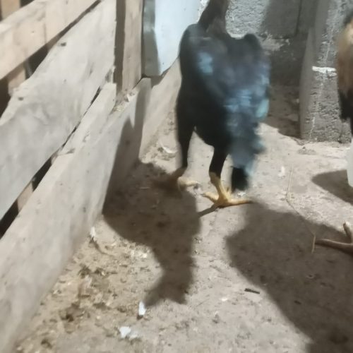 مرغ لاری وتخم لاری