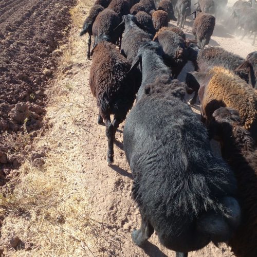 گوسفند قره قزل