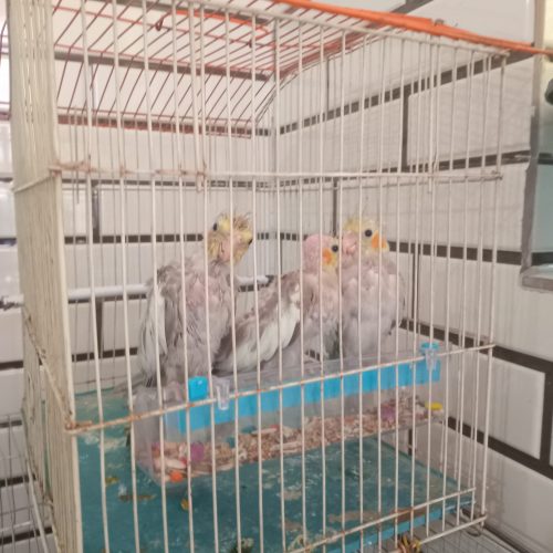 عروس هلندی
