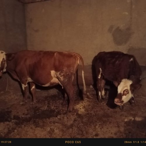 گاو سیمنتال