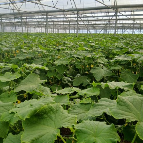 کود ،سمو،بذرو ادوات کشاورزی