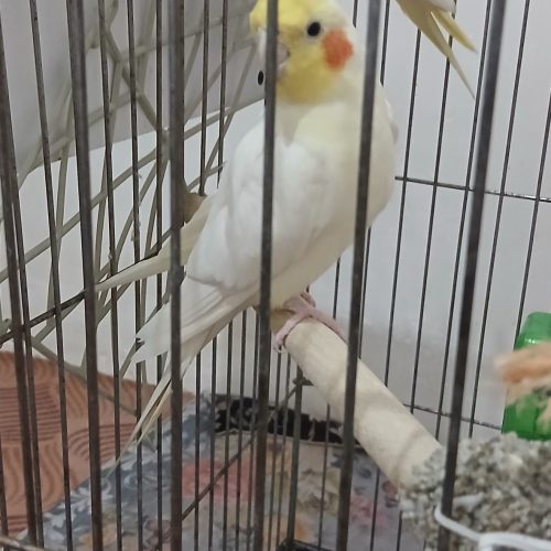 یک جفت عروس