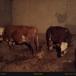 گاو سیمنتال