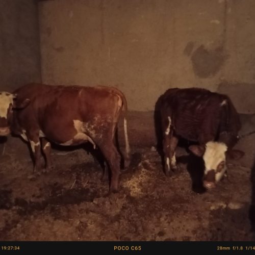 گاو سیمنتال