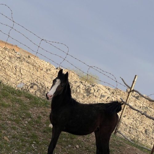 اسب مادیان و نریان