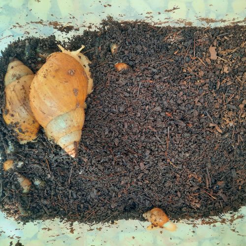 حلزون برای برای پوست کلاژن سازو جوان کننده