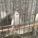 دو عدد طوطی عروس هلندی