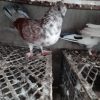 چند عدد کبوتر به فروش میرسد