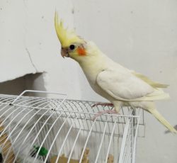 عروس هلندی نر 2ماه