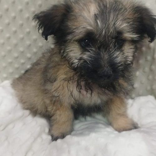 توله نر کاملا سالم یک واکسن خورده ولی شناسنامه نداره