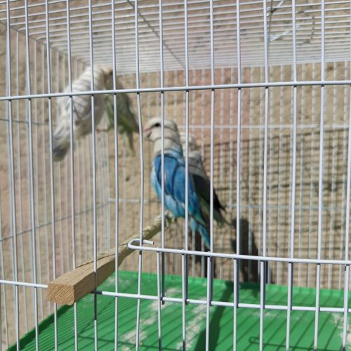 طوطی کوتوله