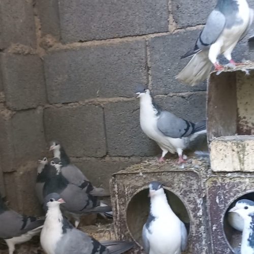 کبوتر دمگیر