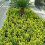 خدمات باغبانی