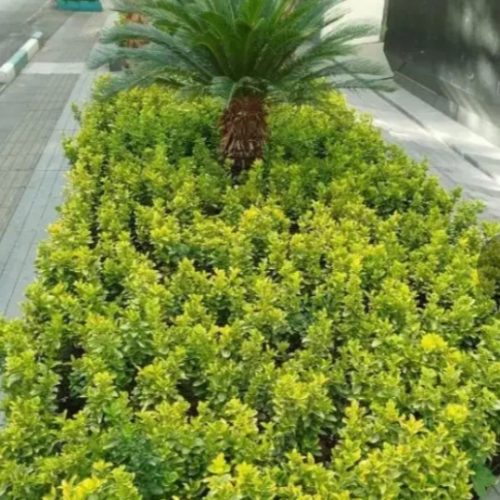 خدمات باغبانی