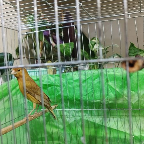 چندعدد قناری نر درجه 1