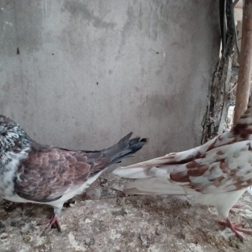 چند عدد کبوتر به فروش میرسد