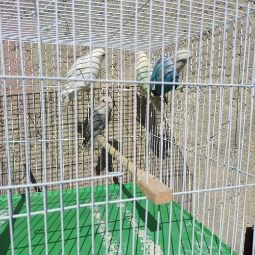 طوطی کوتوله