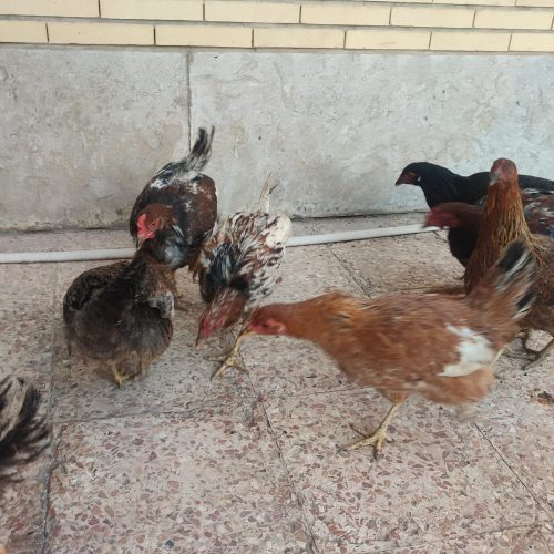 مرغ و خروس محلی تخم گذار