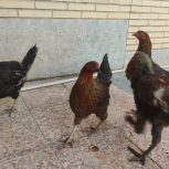 مرغ و خروس محلی تخم گذار