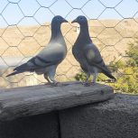 کفتر جوجه آلمانی