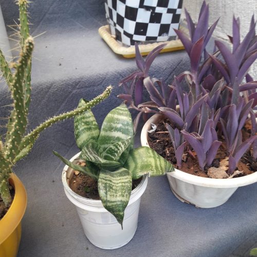 گلهای اپارتمانی