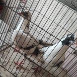 کفتر بوم 2تا جوجه