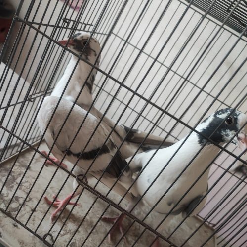 کفتر بوم 2تا جوجه