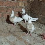 کبوتر طوقی