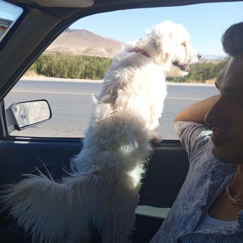 سگ شیپز رو پاکوتا