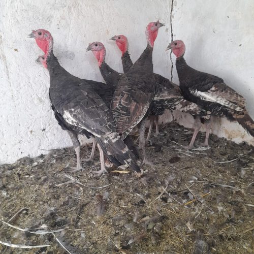 بوقلمون سیاه رسمی سالم و سرحال