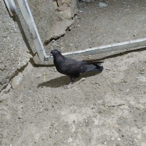 کفتر