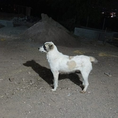 سگ دو رگ