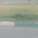 خانه‌باغ879متراکرمیه