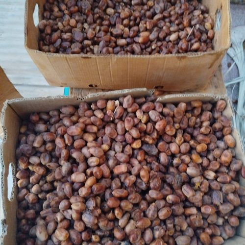 خرمای زایدی (قصپ)