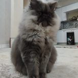 واگذاری گربه پرشین