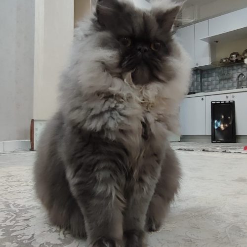 واگذاری گربه پرشین