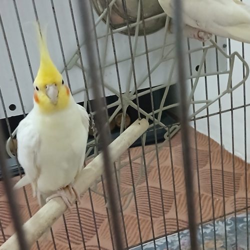 یک جفت عروس