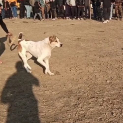 سگ افغان