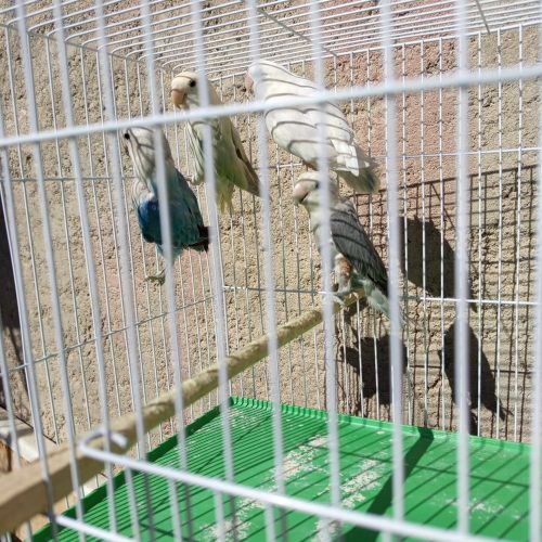 طوطی کوتوله