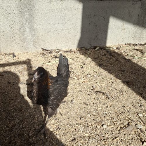 جوجه گلین نژاد عالی ریشو کاکول دار