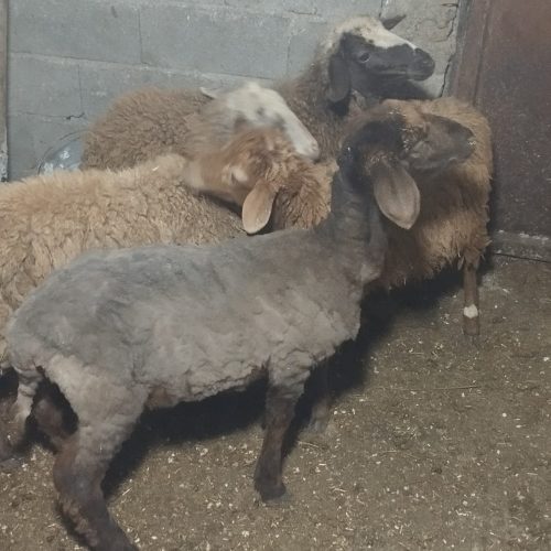 پنج راس گوسفند بره ماده