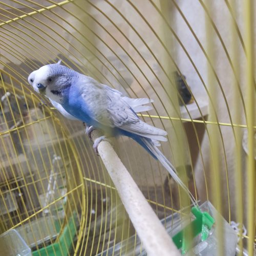 دو جفت مرغ عشق کار داده