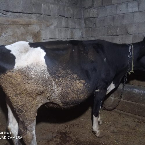 دو عدد گاو یکی سیمنتال و یکی هلندی هردو آبستن شده 3ماه‌آبستن‌