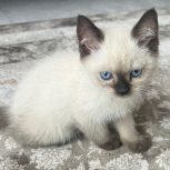 گربە بفروش میر سە